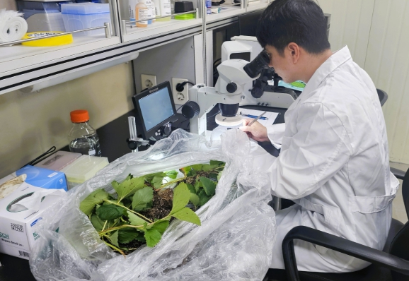 장성군, 고품질 딸기 재배 돕는다