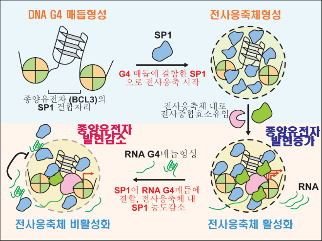 구아닌사중나선매듭에 의한 종양유전자 BCL3의 발현조절 기전. 사진=한국연구재단