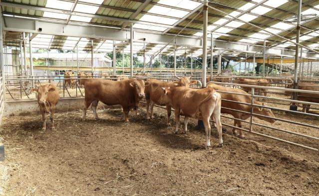 태안군의 한 축사 모습.