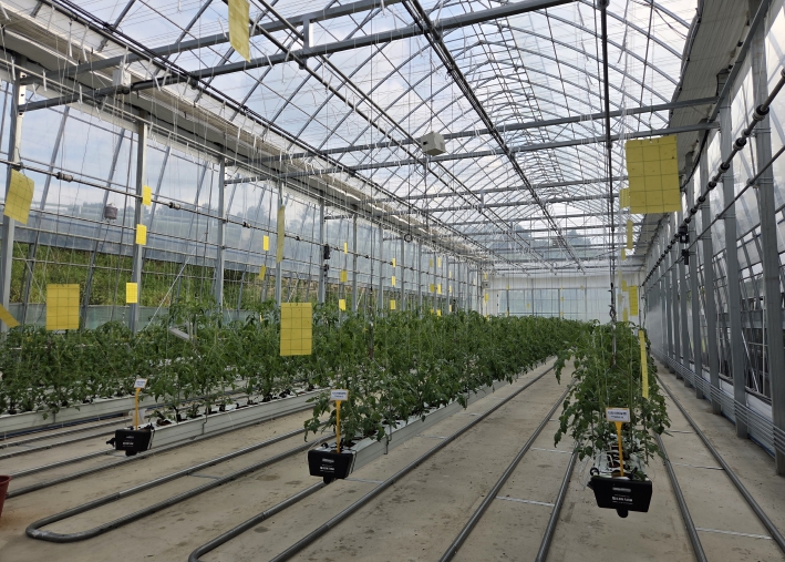 대추방울토마토 재배 온실 전경(2025.9.10. 토마토 정식)