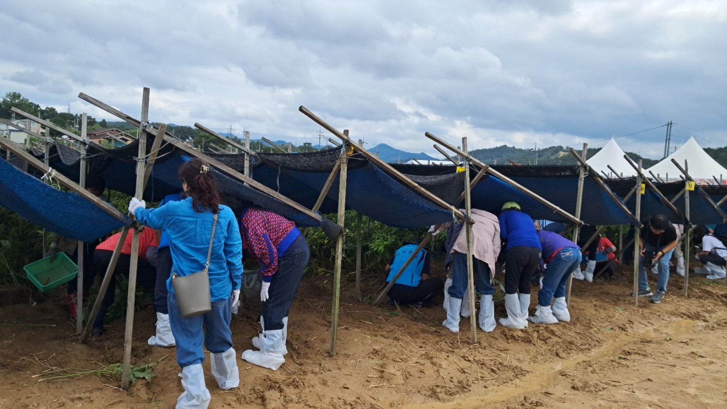 노랑풍선, 금산인삼 미식투어 운영