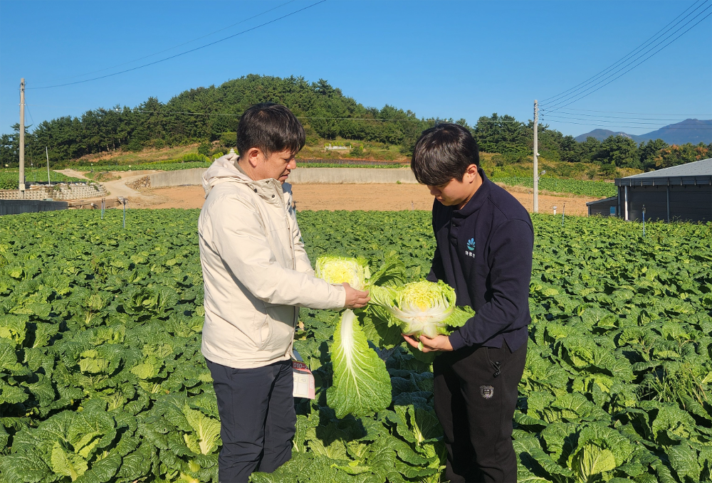 대아청과 관계자들이 지난 29일 전남 해남 배추 산지를 방문해 김장철 배추 작황을 점검하고 있다.(사진=호반그룹)
