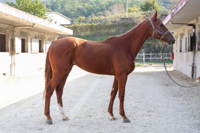 내달 2일 ‘제14회 서울경제신문배’ 개최... 4등급 유망주들의 승급 도전