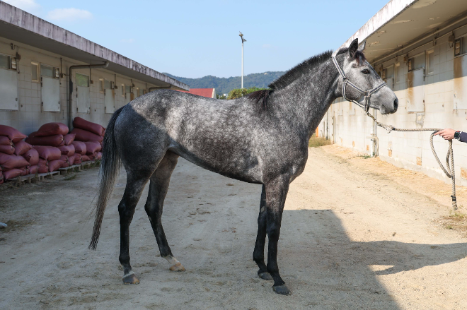 내달 2일 ‘제14회 서울경제신문배’ 개최... 4등급 유망주들의 승급 도전