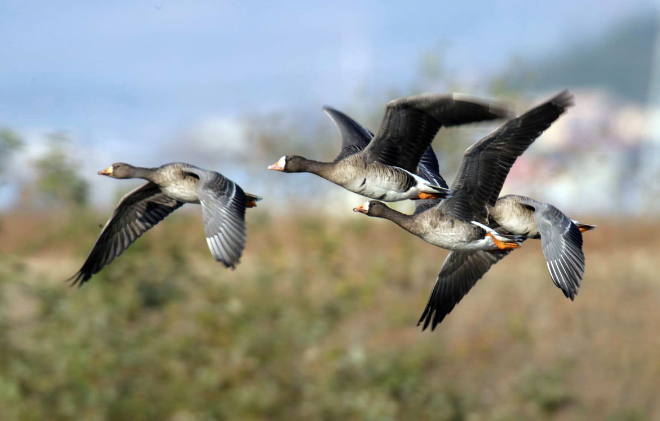 쇠기러기. (사진=생태사진작가 최종수씨)