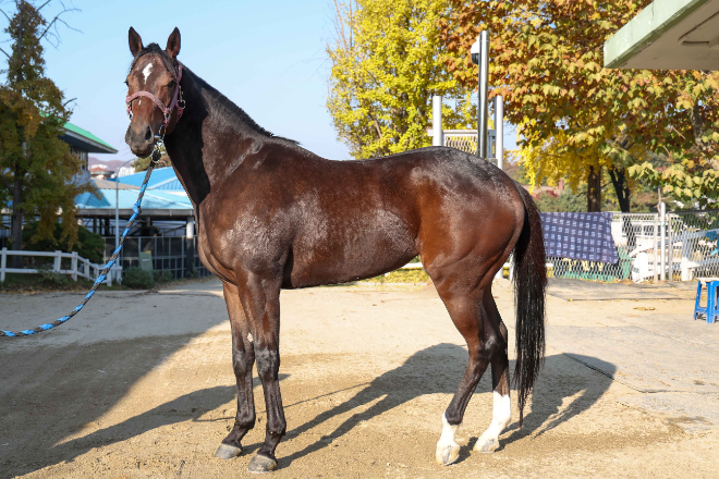 예측불가 2세마 기대주들의 격돌...오는 16일 렛츠런파크 서울서 ‘제19회 과천시장배’ 경마대회 개최