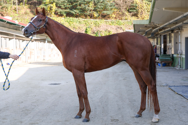 예측불가 2세마 기대주들의 격돌...오는 16일 렛츠런파크 서울서 ‘제19회 과천시장배’ 경마대회 개최