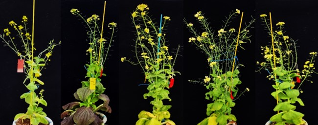 농촌진흥청, 아시아종묘와 ‘기능성 쿼세틴 함유 녹색 배추’ 개발