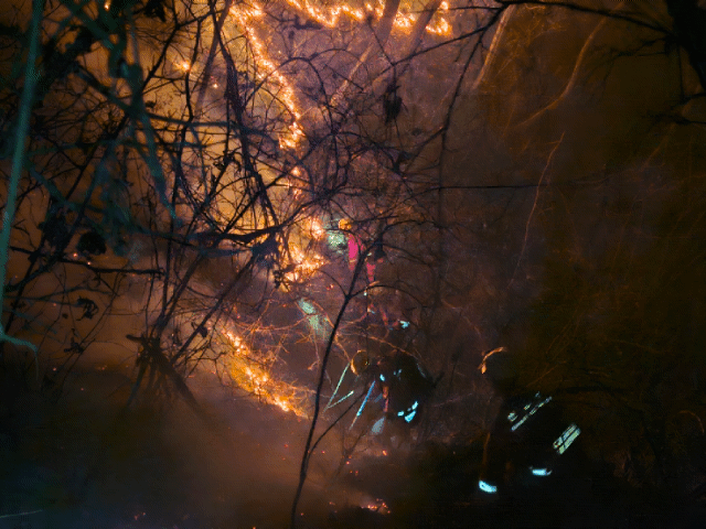 (사진제공=산림청)