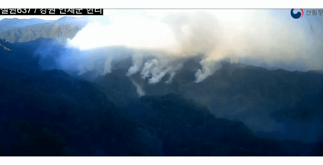 (사진제공=산림청)