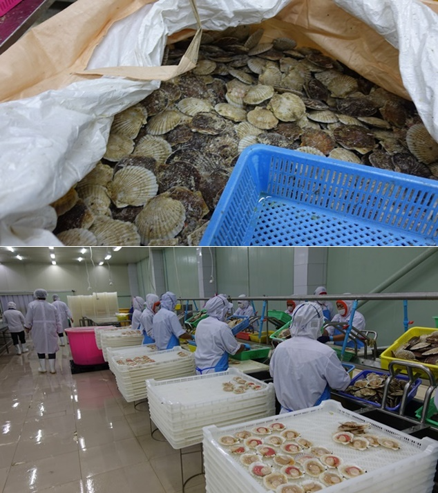 대형자루에 담겨있는 일본산 가리비/태국 현지 공장에서 일본산 가리비를 손질하고 있는 모습.(제공=부산본부세관)