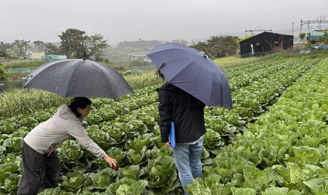 지난해 기장군 농업기술센터 관계자가 배추 재배농가를 방문해 생육현장을 살펴보고 있는 모습.(사진제공=부산 기장군)