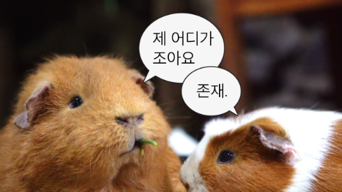 하나투어, SNS 채널 전환으로 팔로워 및 참여도 급증