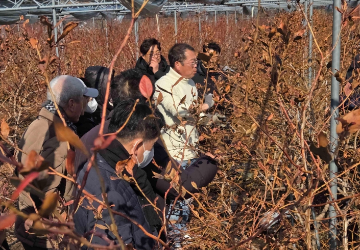 영광군, 블루베리 전지·전정 현장교육 실시