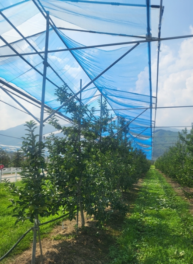 사과 재배 신기술 보급