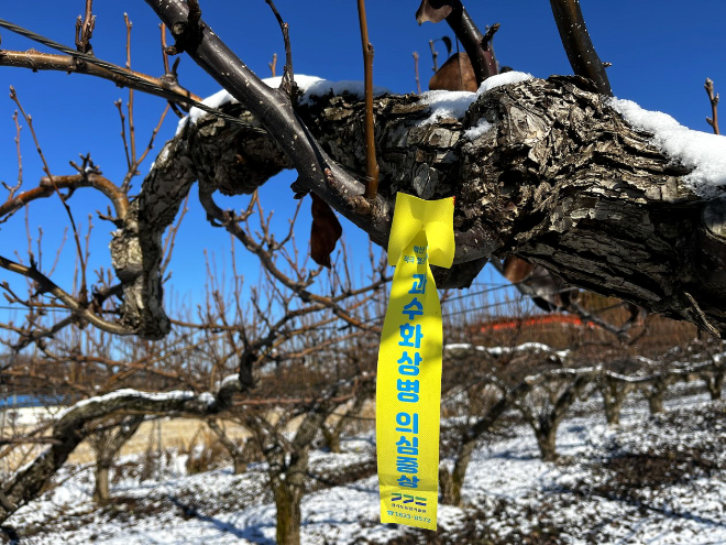경기도농업기술원, 사과·배 농가 대상 ‘과수화상병 예방 기간’ 운영 / 경기도