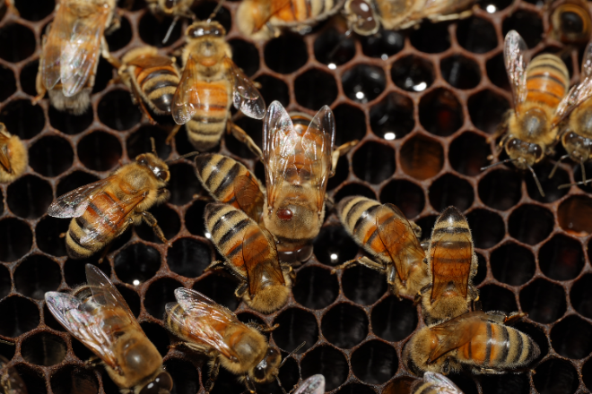 농촌진흥청, 꿀벌응애 방제 안전 캠페인 ‘꿀‧맛‧보‧장’ 실시