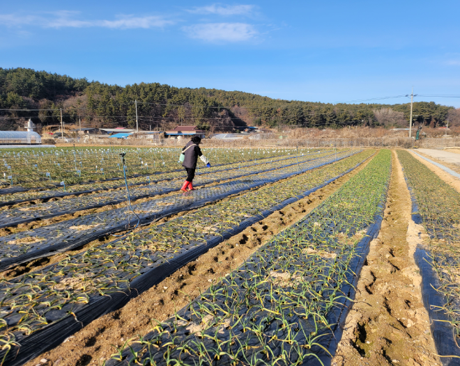 농촌진흥청, 마늘·양파 생육 재개기 한파 대비 관리 당부