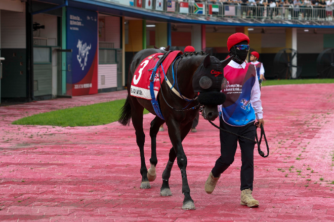 오는 8일 올해의 단거리 최강馬전 시작! 부산일보배 대상경주 개최