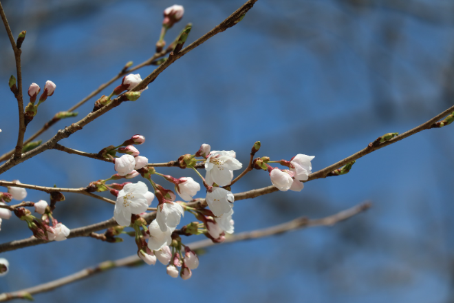 경기도 벚꽃, 3월 말 개화 시작…“예년보다 최대 11일 빨라” / 경기도