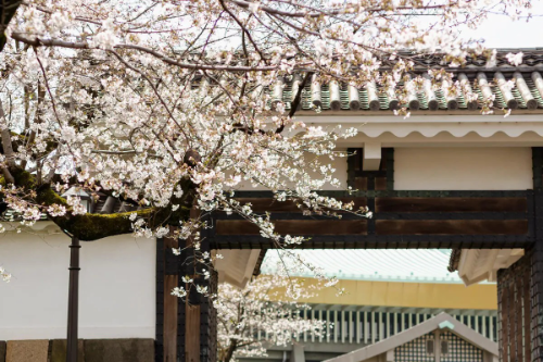에어비앤비 제주 및 일본 여행객 대상 봄맞이 프로모션 실시