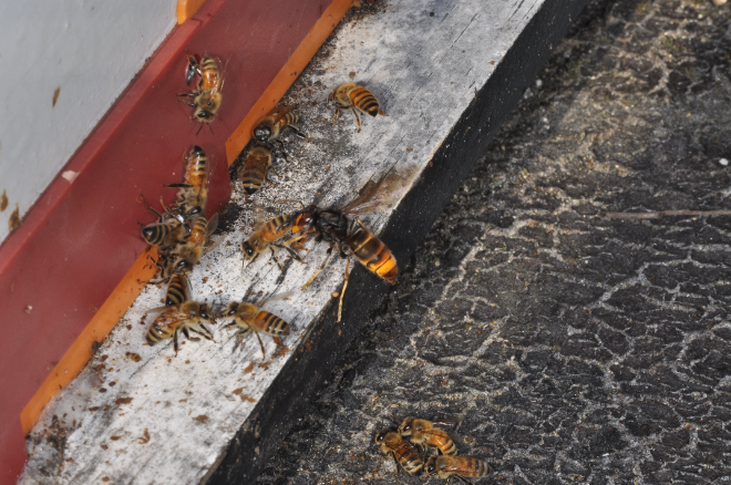 농촌진흥청 “봄철 전국 동시 방제로 등검은말벌 피해 저감 필요”