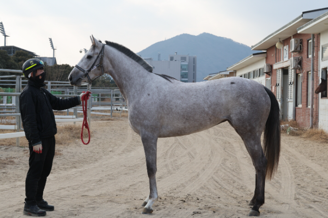 제6회 루나Stakes(L) 오는 5일 개최... 국산 3세 암말 ‘여왕의 왕관’ 쟁탈전