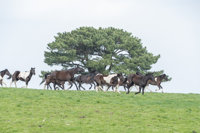 농촌진흥청, 국산 승용마 ‘RDA 승용마’ 제주 방목 사육 추진