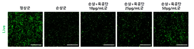 과산화수소(H₂O₂) 처리로 감소한 해마 신경세포 생존율이 과산화수소와 육공단 10·25·50μg/mL로 동시 처리한 결과, 육공단 투여 농도에 따라 생존율이 증가했다. 사진=자생한방병원