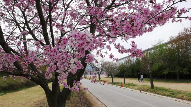 미사경정공원 겹벗꽃 모습.(사진=국민체육진흥공단)