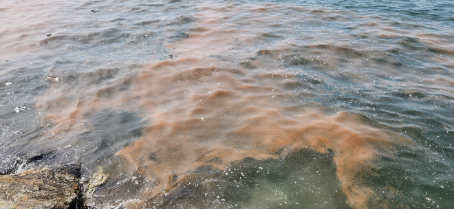 안산 시화나래휴게소 인근 야광충 집적 현황 / 경기도