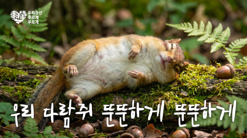 유한킴벌리 ‘우리강산 푸르게 푸르게’, 동물 시점 콘텐츠 시리즈로 150만뷰…42년간 조성한 숲 재조명