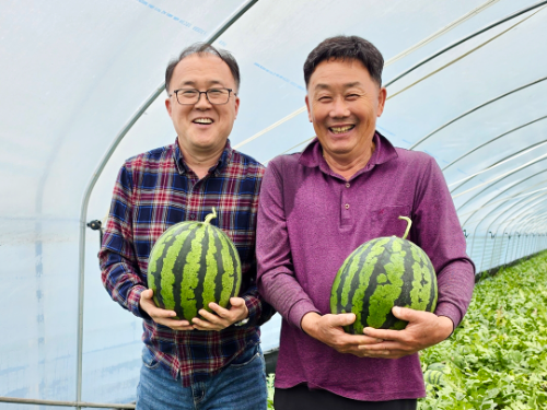 이랜드 킴스클럽, 충남 부여 직거래 수박에 11브릭스 이상 당도 기준 적용