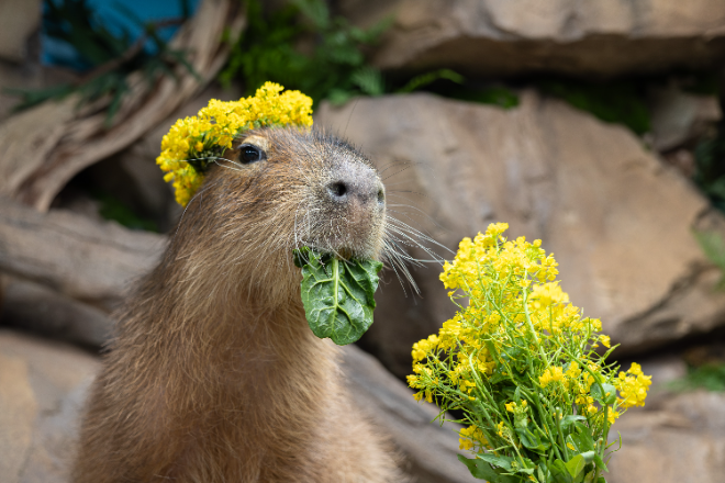 롯데월드 아쿠아리움, 가정의 달 맞아 수중 공연·체험 프로그램 운영