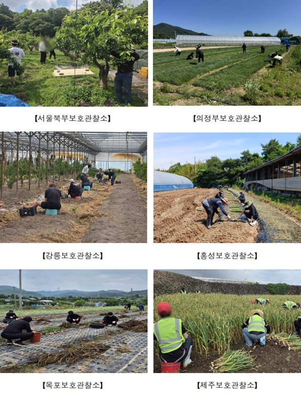 지역보호관찰소 농촌지원 사회봉사 집행 현장 모습.(제공=법무부)