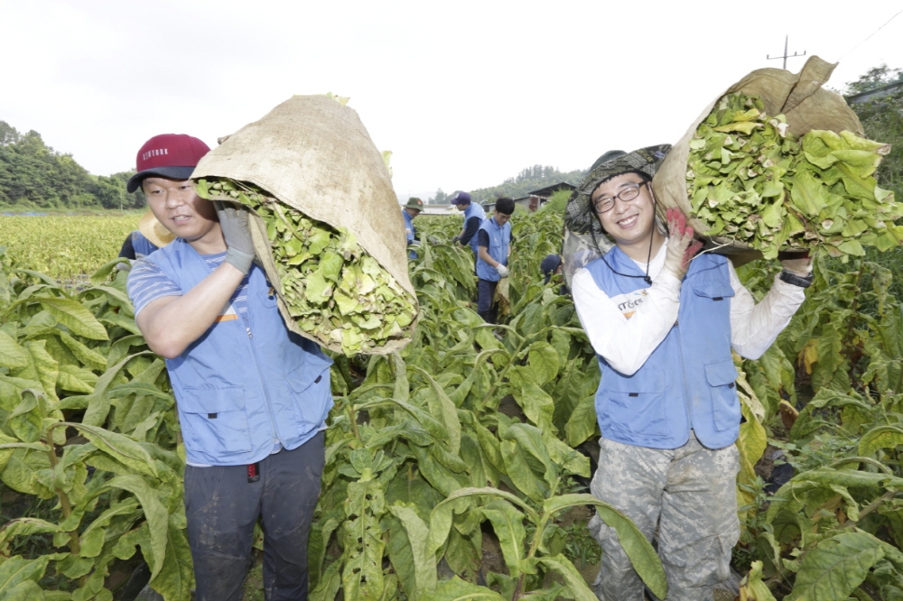  잎담배 수확 봉사 사진 활동 전경. (사진= KT&G) 