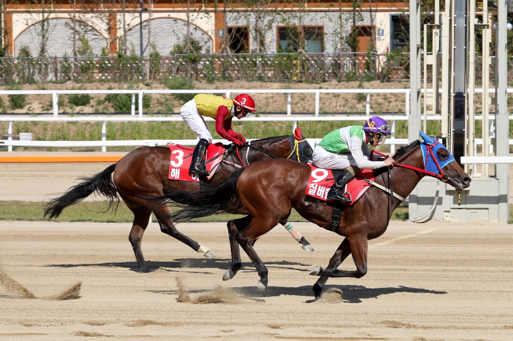 2017년6월4일 뚝섬배(Gii) 페로비치 실버울프 치열했던 뚝섬배 경주 우승은 페로비치기수와 실버울프 (사진=마사회)
