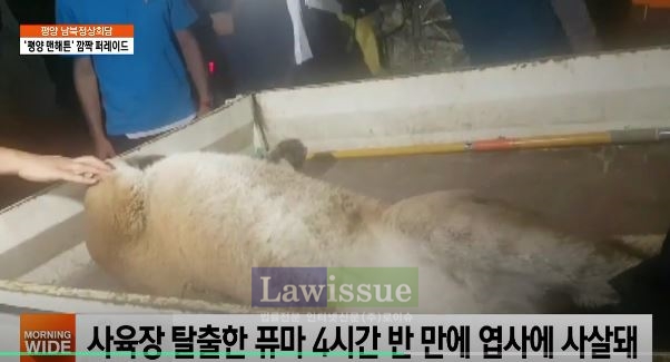 결국 인간의 손에 죽은 동물원 나온 맹수