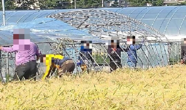 사회봉사대상자들이 비닐하우스 복구작업을 하고 있다.(사진제공=울산준법지원센터)