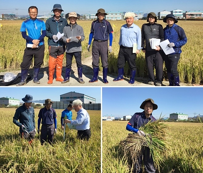 쌀생산량 조사현장에 직접 참여한 홍병석 동남통계청장.(사진제공=동남지방통계청)