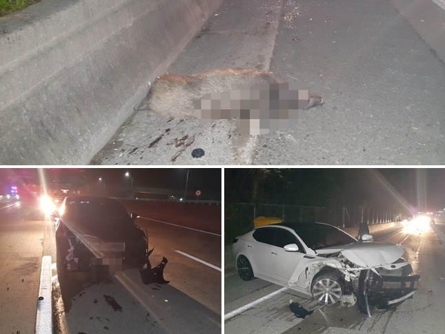 멧돼지 로드킬.(사진제공=부산지방경찰청)