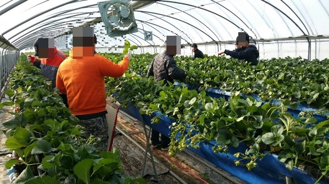 사회봉사대상자들이 딸기밭 일손을 돕고 있다.(사진제공=상주준법지원센터)