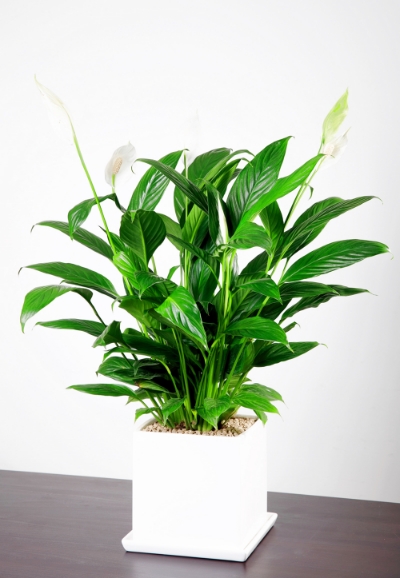 스파티필럼(사진=aT)