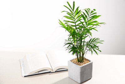 테이블야자(사진=aT)