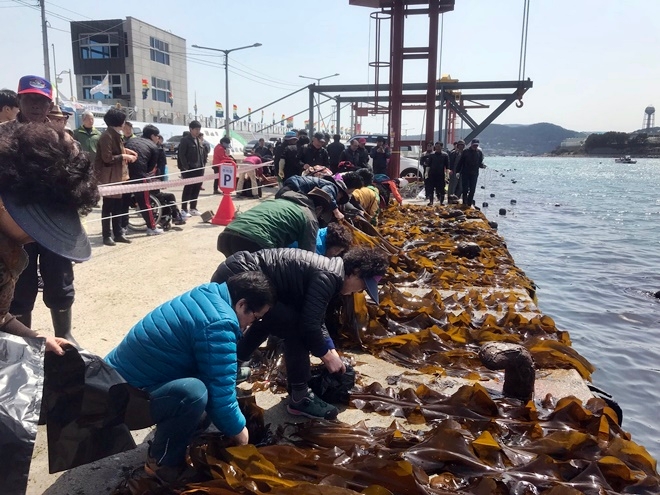 지난해 열린 기장미역‧다시마축제 모습.(사진제공=부산기장군)