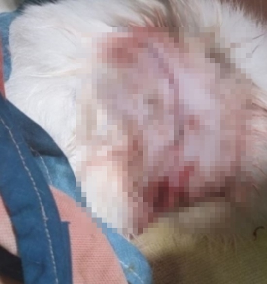 플라스틱끈으로 고양이 목과 배 묶어 상해를 입힌 모습.(사진제공=부산경찰청)