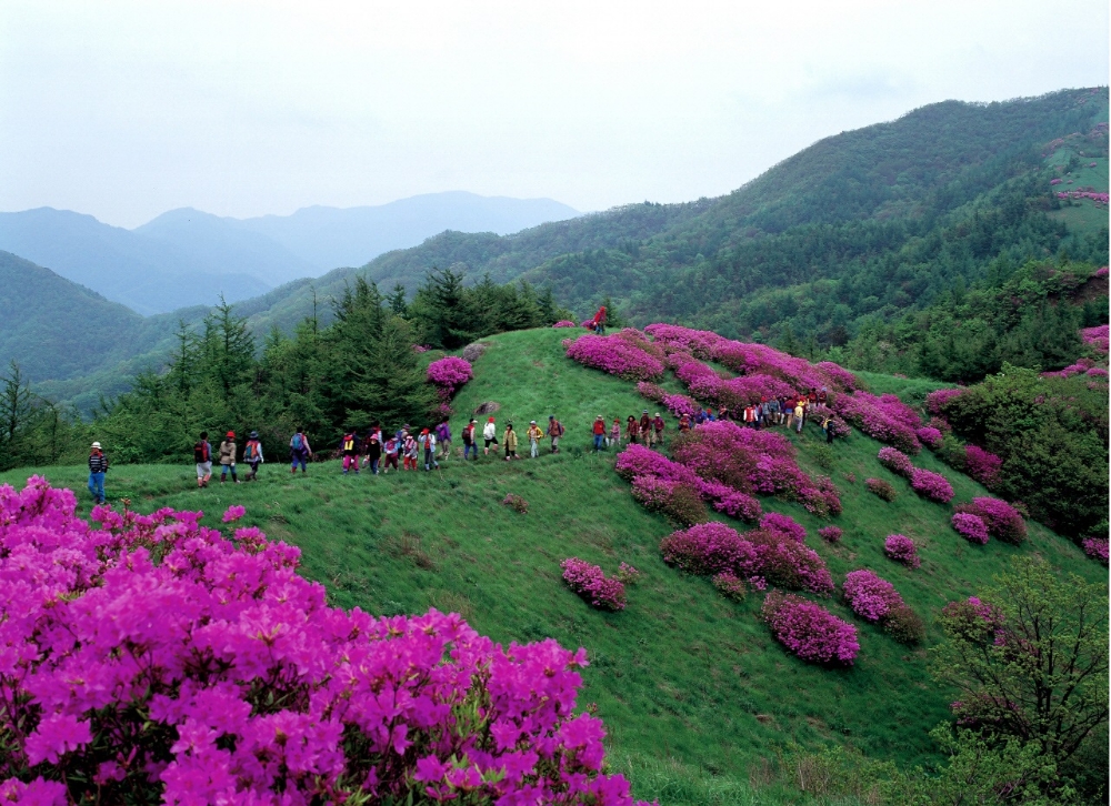 켄싱턴리조트 지리산남원 ‘지리산 바래봉 철쭉제 패키지’ 출시