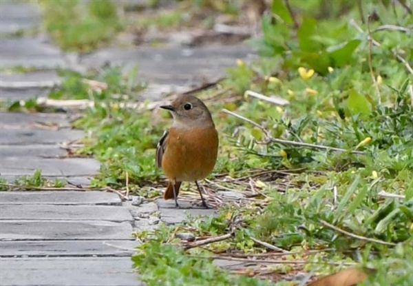 ⓒ 국립생물자원관
