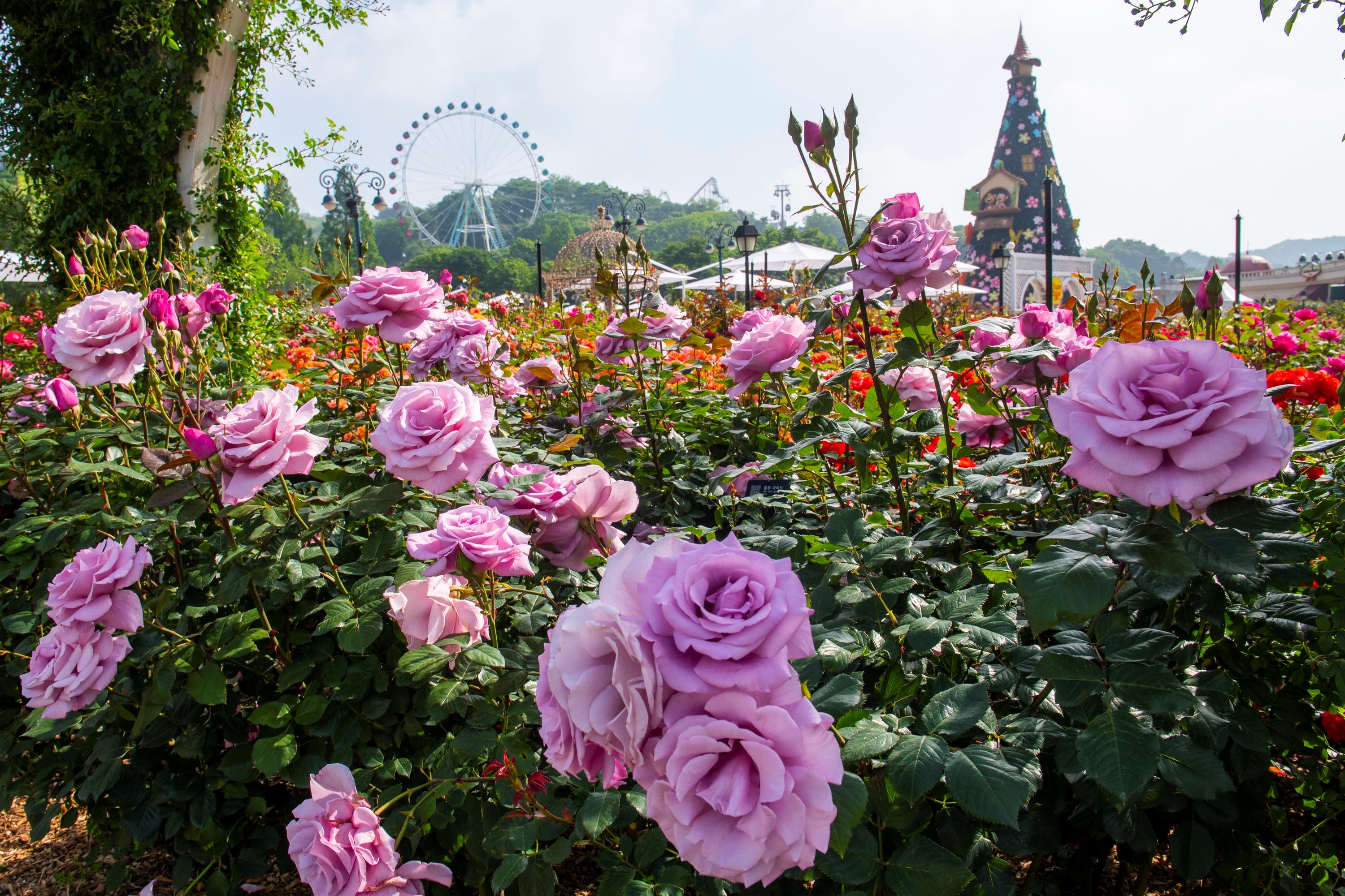 (사진=에버랜드)