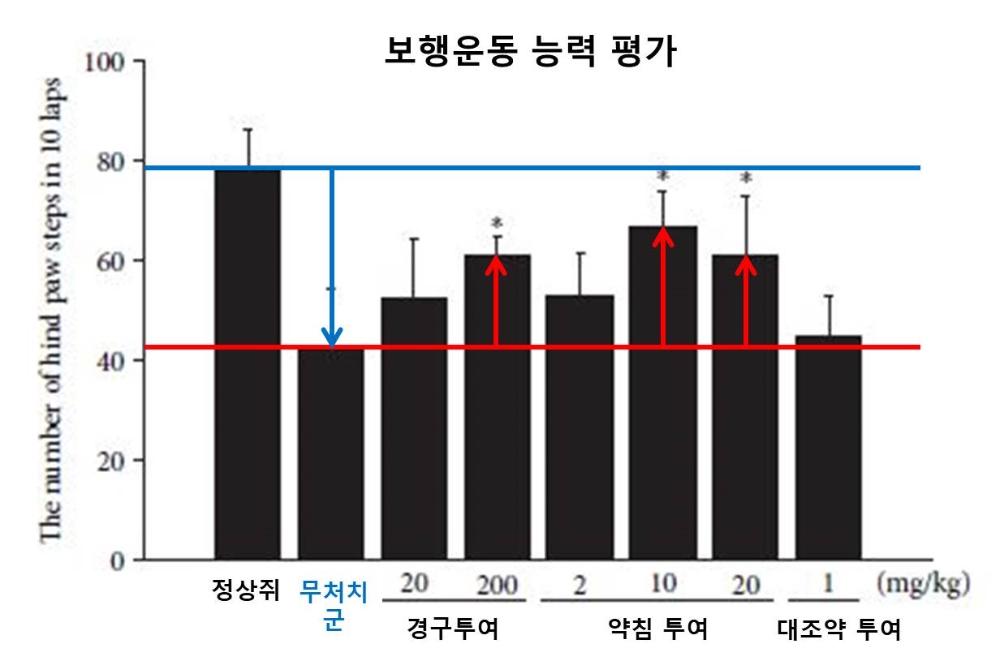 그림에 따르면 척추관협착증을 유도한 쥐의 걸음이 크게 줄어든 반면 신바로2를 투여한 쥐들은 보행운동 능력이 유의미하게 회복됐다.